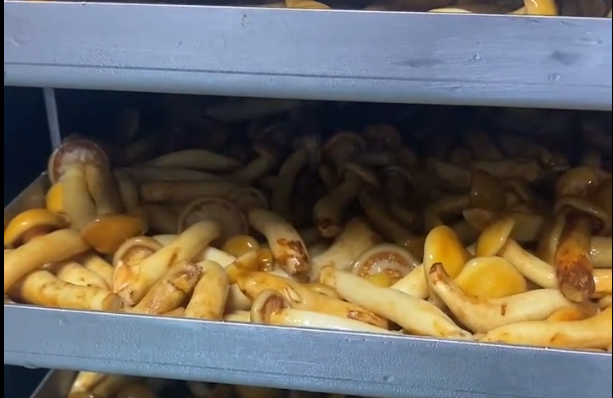 食品凍干機凍干松茸